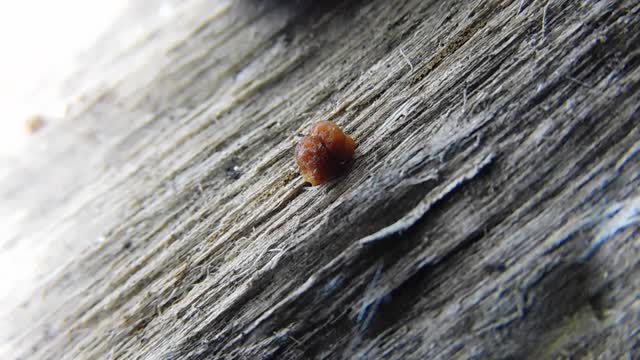 A Woolly Bear Caterpillar Poops