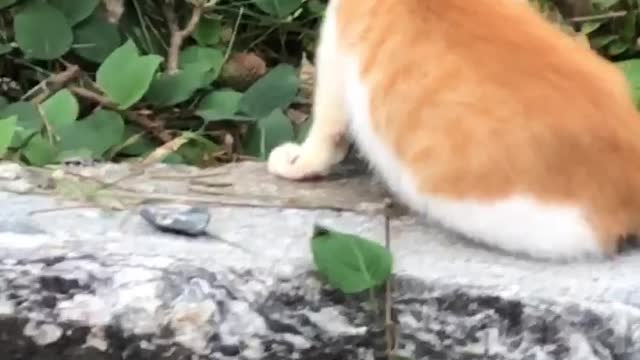 Video of a stray kitten