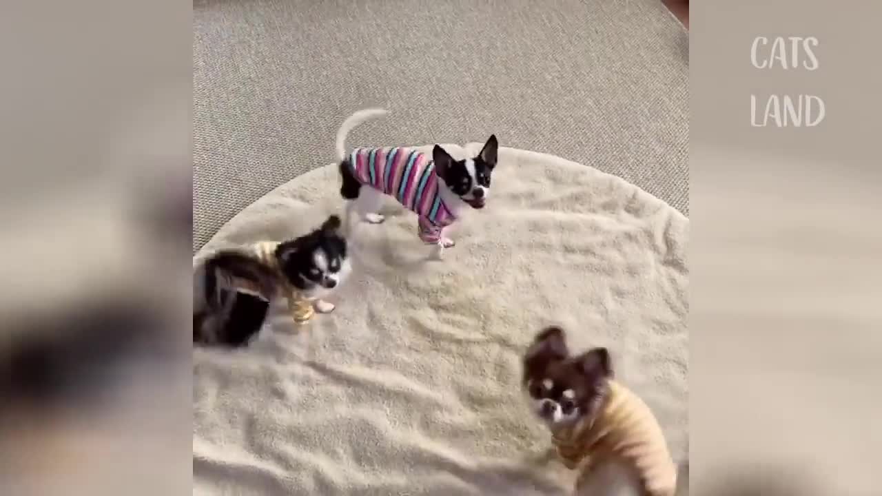 Funniest Cats Videos