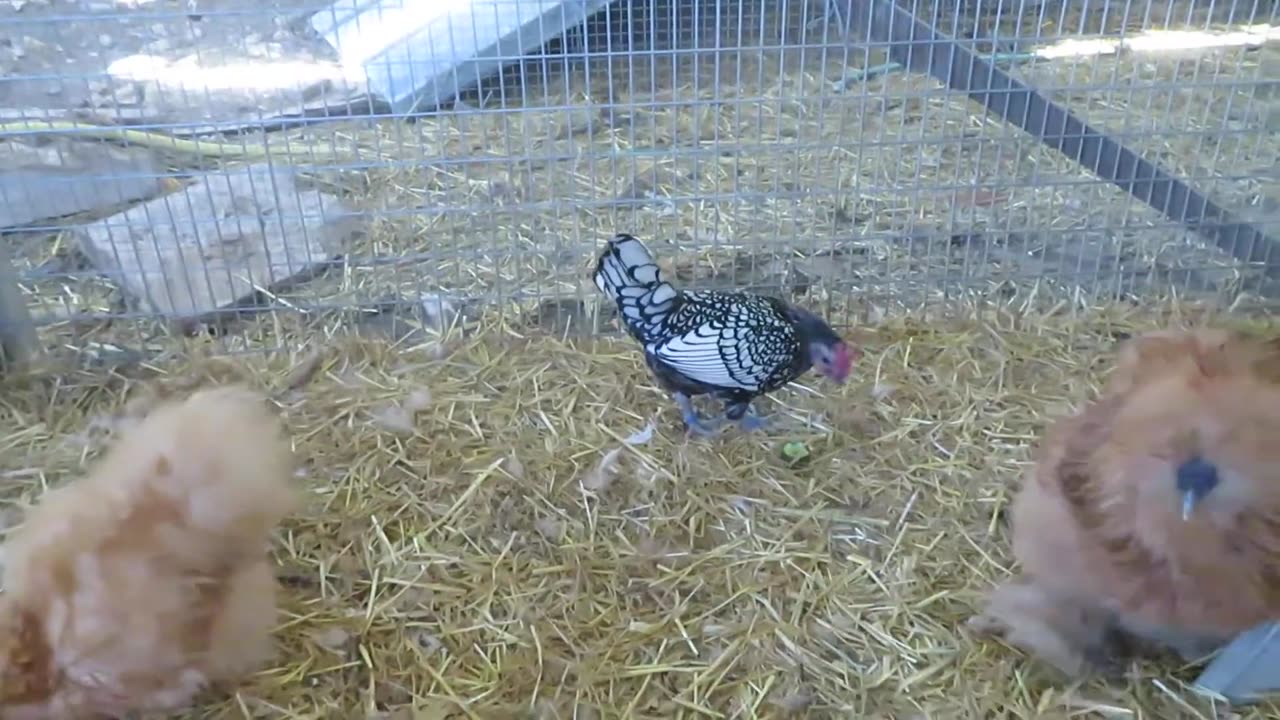 White brahma chicks, two months old (2)