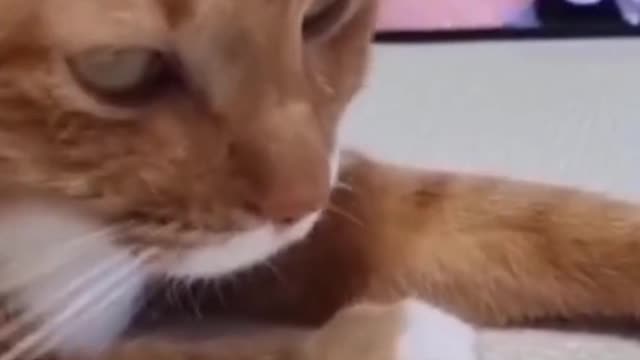 Cats watching the videos #25
