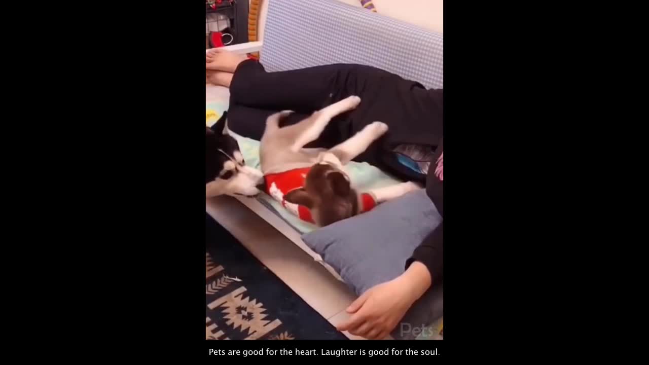 Funny Dog Compilation Video #4