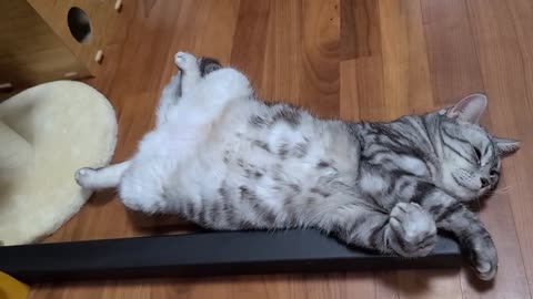 pet videos with fun | free time with pets