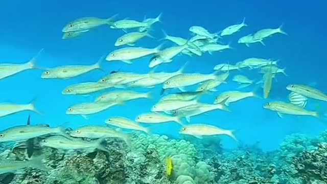 deepblues#justkeepswimming