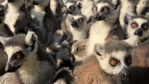 A large brood of lemurs