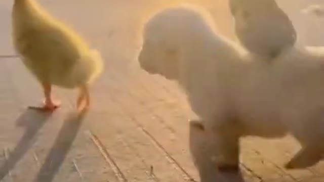 Funny dog video