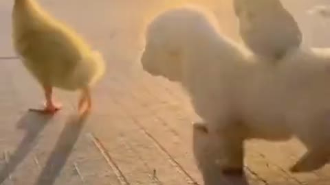 Funny dog video