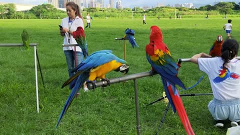 The most beautiful types of parrots in the world