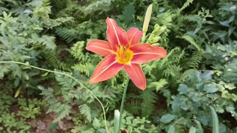 Tiger Lily