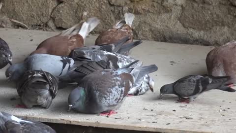 Beautiful pigeon fun