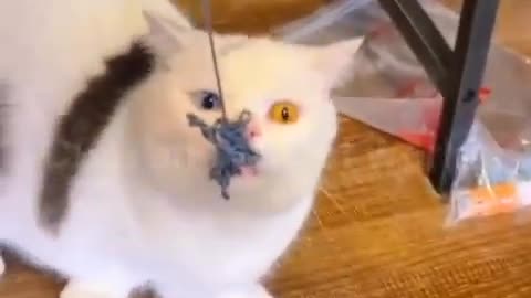 Best Funny Cats Video || Cute Animals Of World