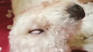 My Poodle Sleeps With Eyes Open