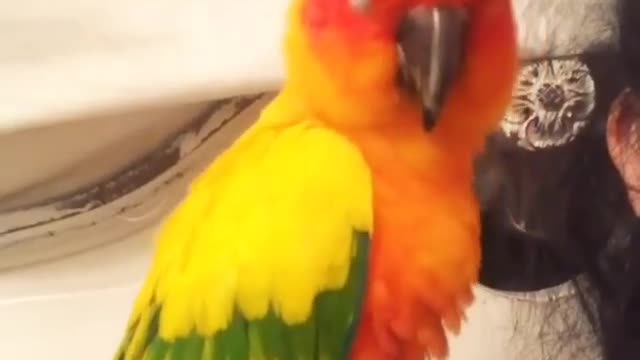 parrot dancing to music classic