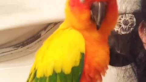 parrot dancing to music classic