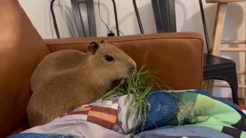 Capybaras Pull Up & Eat Natural Grass