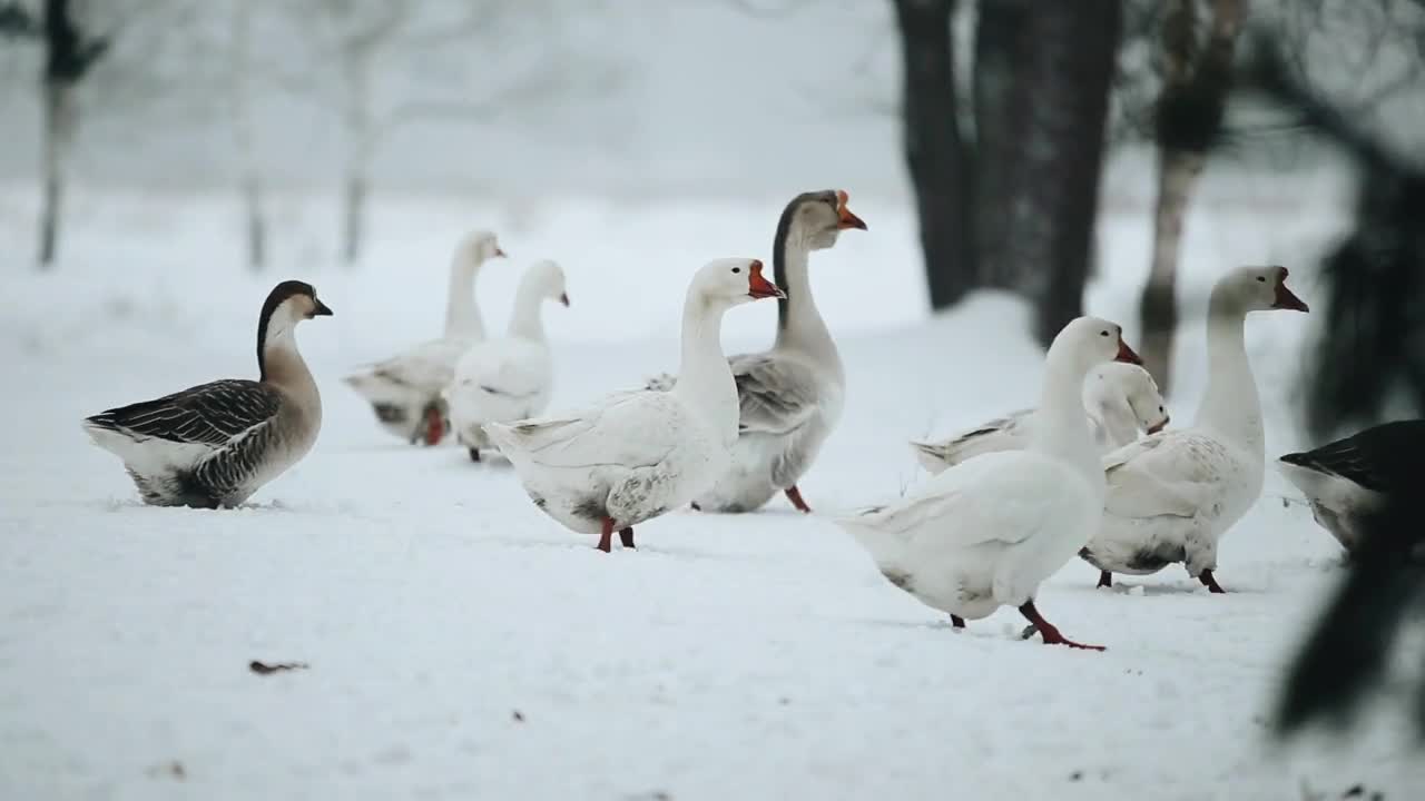 A flock of domestic geese walking outdoors in the snow In search of grass and food