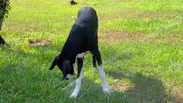 Great Dane puppy loves jumping through the sprinklers while a hot day