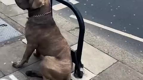 Funny animal compilation #3