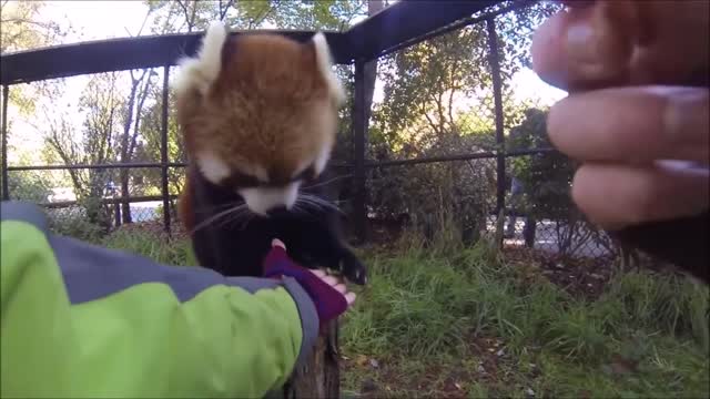 adorable red panda