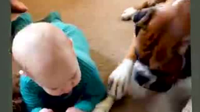 Funny dog and funny baby video.