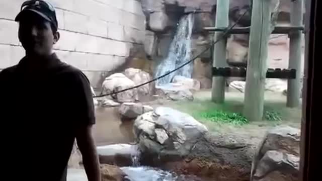 Monkey spins around on rope and then jumps on (hits) glass