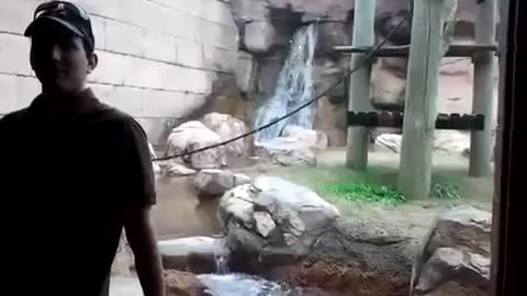 Monkey spins around on rope and then jumps on (hits) glass