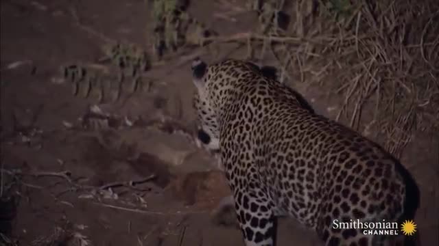 Amazing Footage of a South African Leopard in Action.mp4