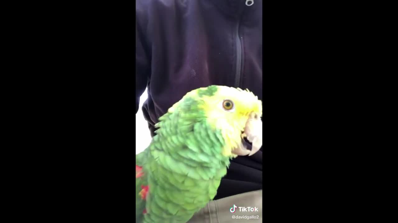 funny parrots video compilation