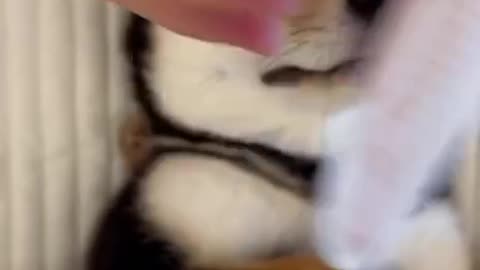 A day at the puppy spa!