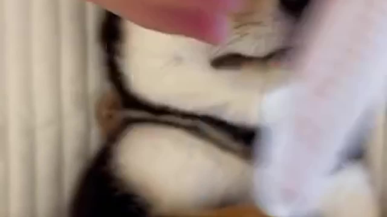 A day at the puppy spa!