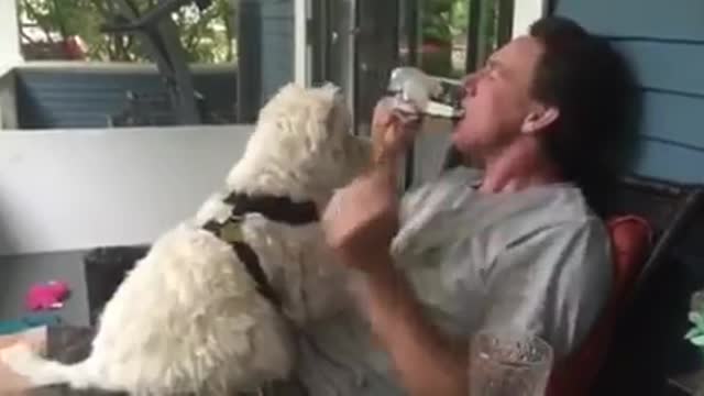 Westie dog adorably gives kisses on command