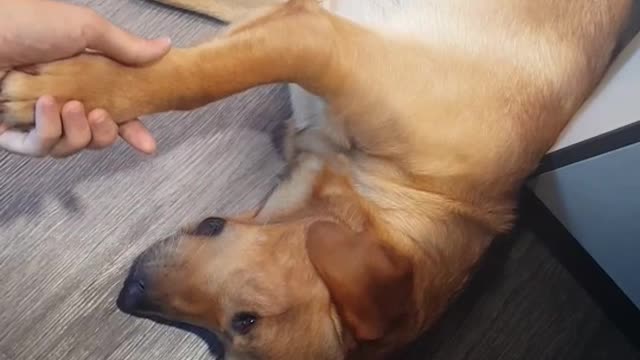 Tan dog laying down struggles to shake the hand of his owner