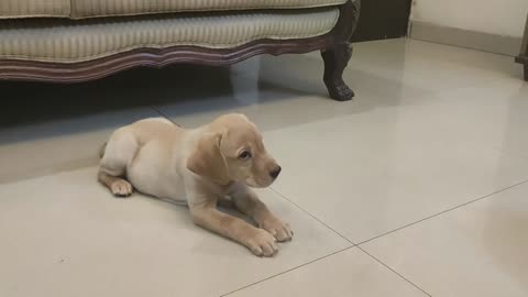 Labrador puppy training