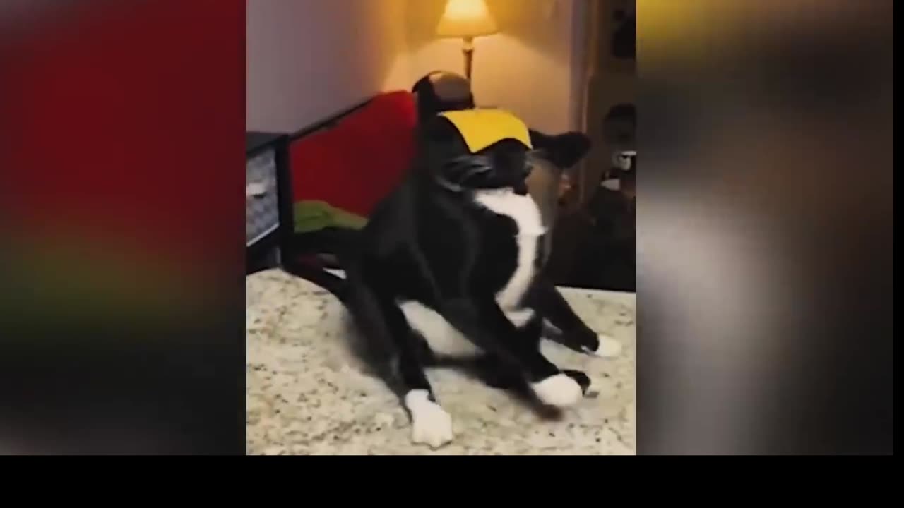 funny animals videos