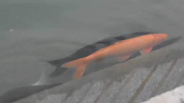 Fish video