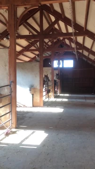 Horses are excited to get their breakfast