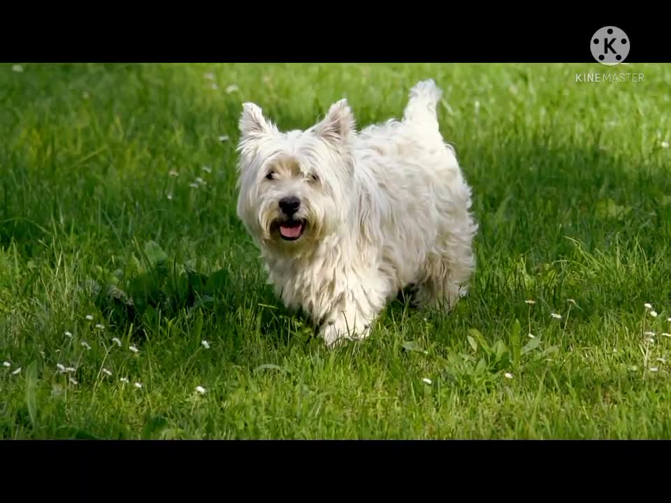 Cute dogs , cute dogs in grass 🐶🐕