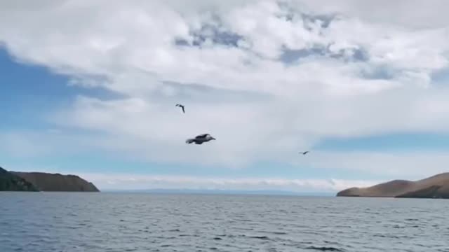 Flock of Nothern gannet..