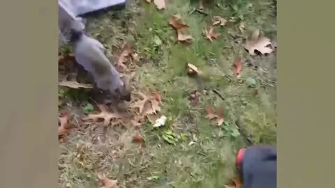 Animals Gone WILD | 😂😂😂 | squirrel tried to get inside of human cloths