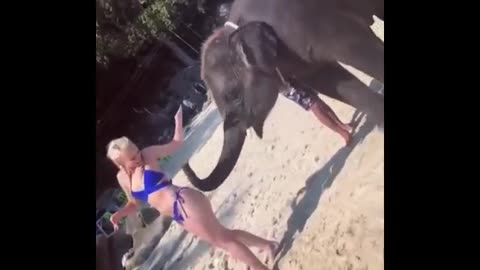Elephant Touching Girls Butt, Funny Video