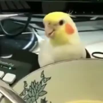 Bird world funny video 4