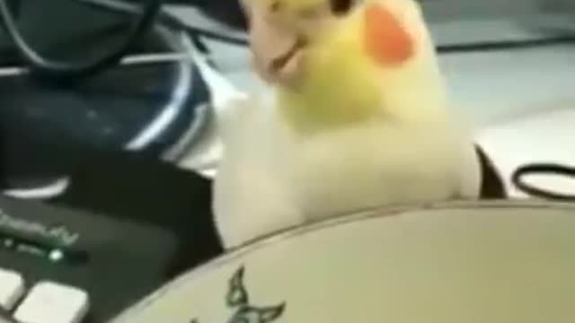 Bird world funny video 4