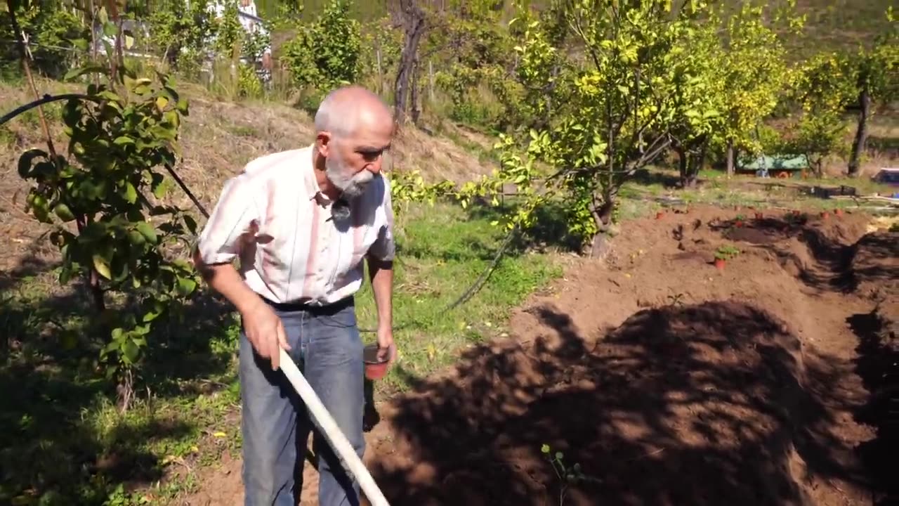 La MORINGA [CULTIVO y USOS Medicinales]