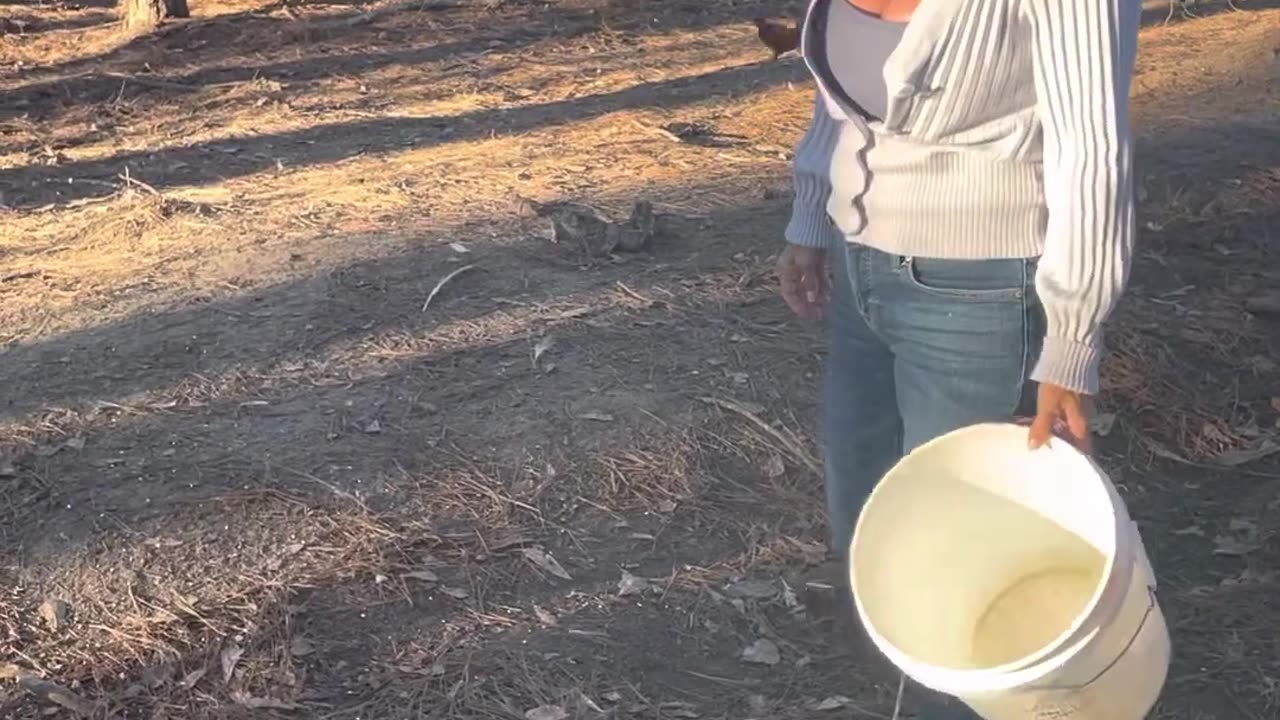 Deer feeder used for bird feeder. Stella is always around to help. #themaryburke