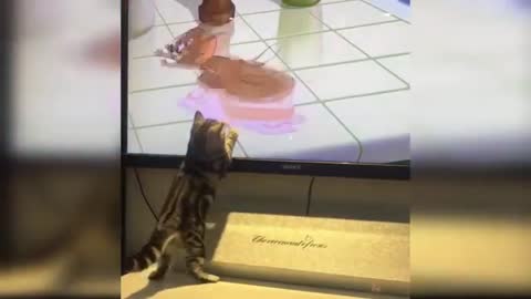 CAT and dog funny video status IN RUMBLE.COM