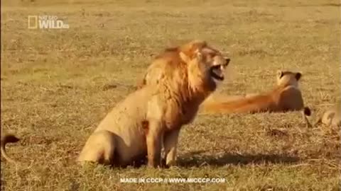 Watch how the lion laughs