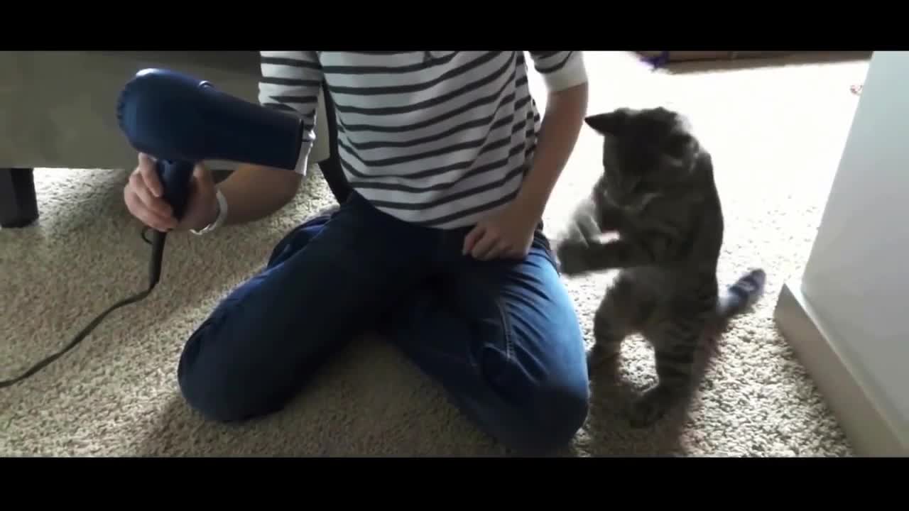 Cute Funny Kitten Cats Compilation [HD]
