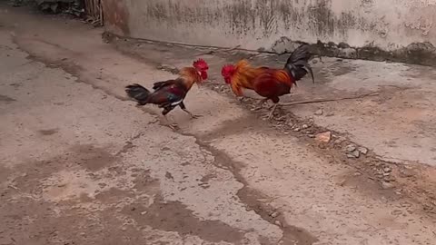 Cock fight in my village