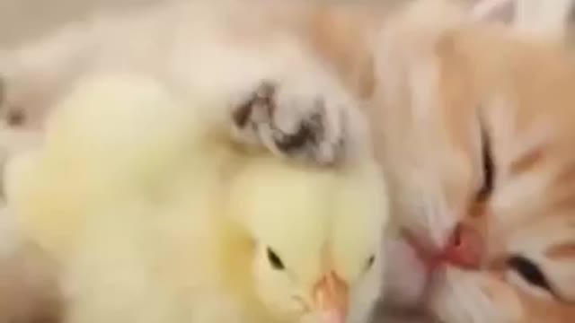 little cat play with chicks