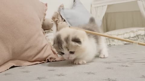 The cute kitten video short leg cat